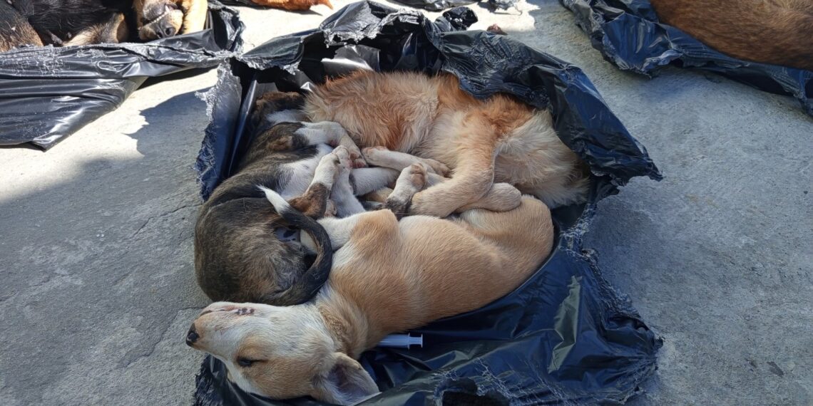 Gebze’de kedi köpek katliamı!